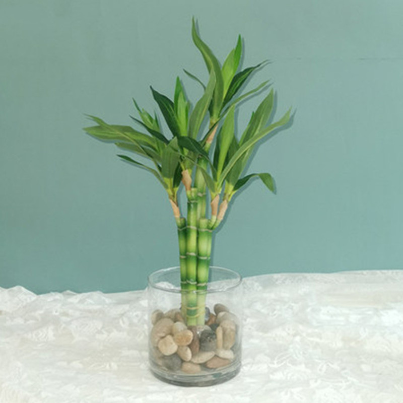 Aquarium Fish Types - New 40cm rFtificial Lucky Bamboo Succulent