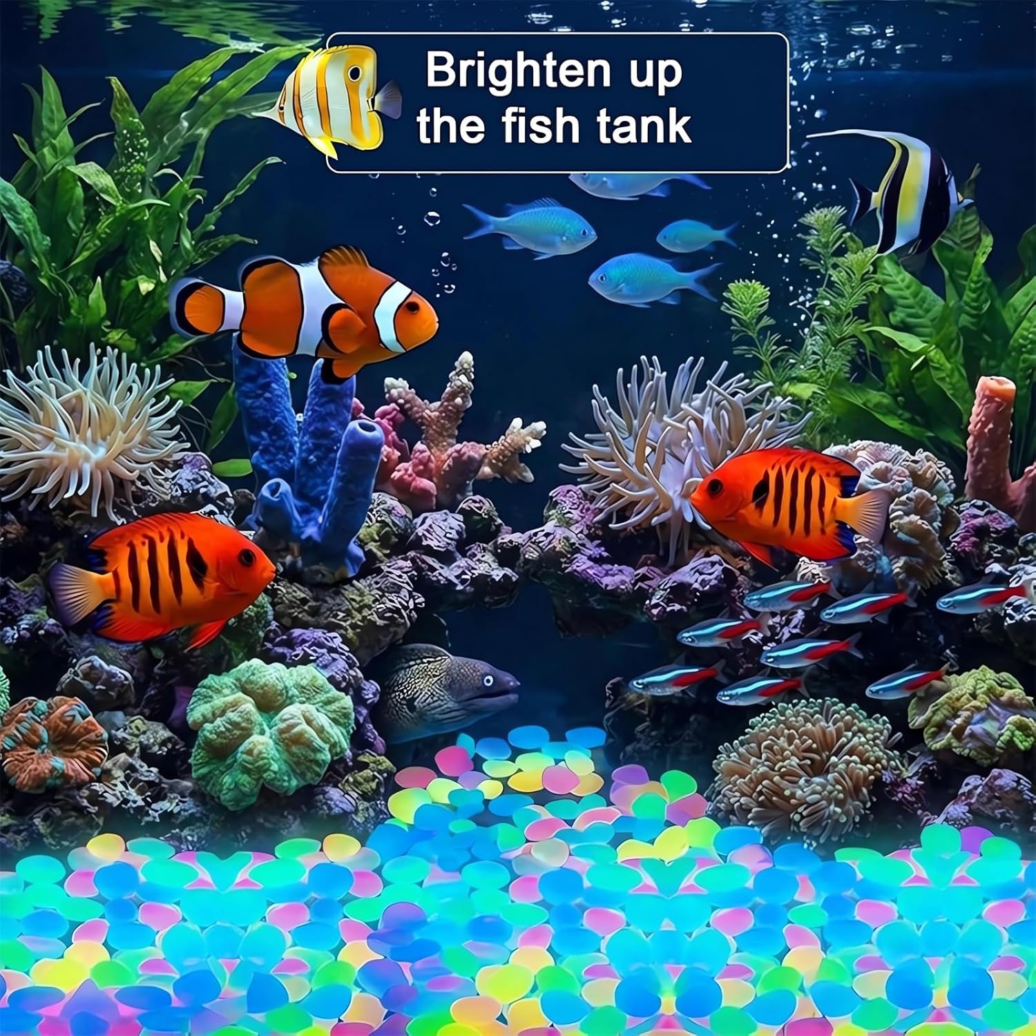 2026 Colored Night Glow Pebble - Aquarium Fish Rainbow recension och pris