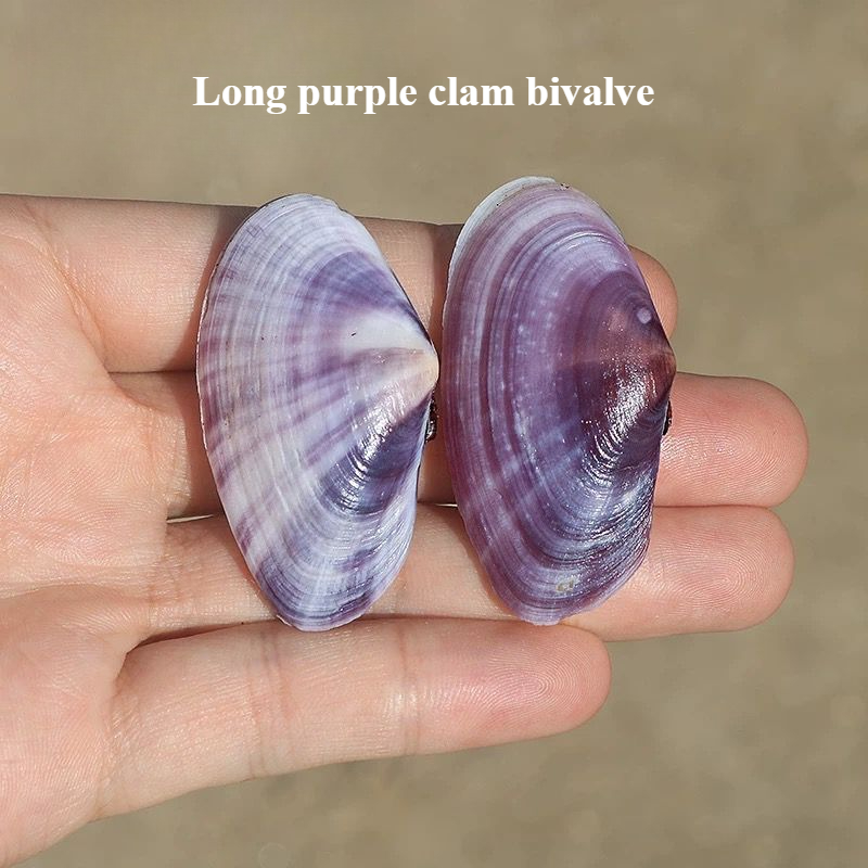 Long Purple Clam Natural Conch - Aquarium Fish Types recension och pris