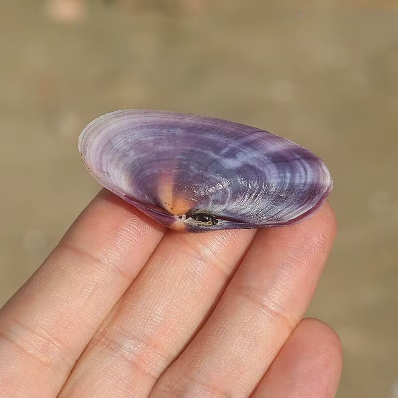 Long Purple Clam Natural Conch - Aquarium Fish Types recension och pris