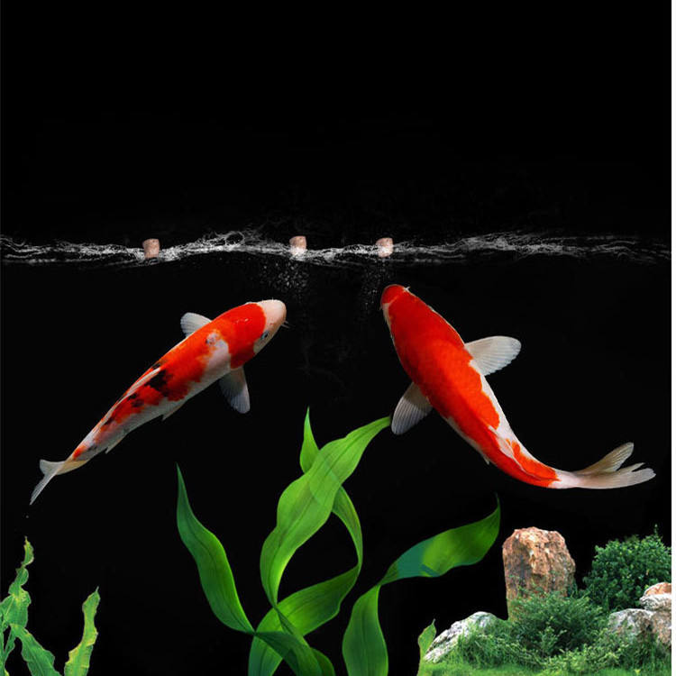 wholesale export high-quality  - Aquarium Fish Exporter recension och pris