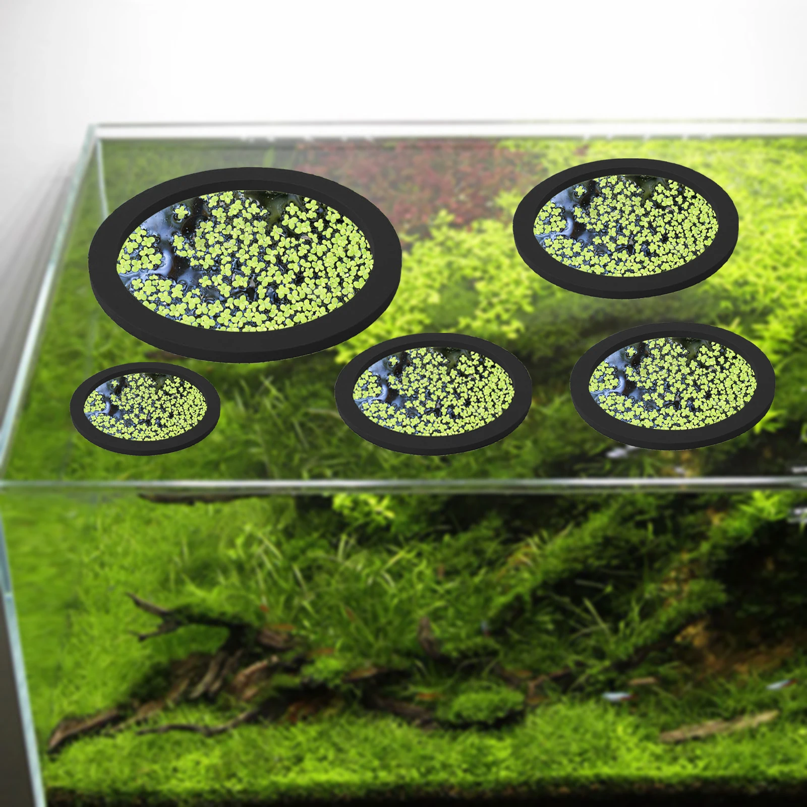 5Pcs EVA Fish Feeding Ring Aqu - Aquarium Fish Types recension och pris